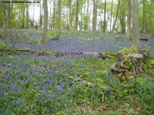 Bluebells in the Wood