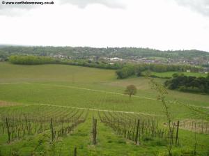 Dorking from the Vineyard