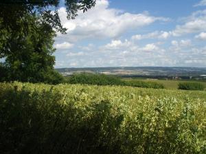 View near Whitehorse Wood